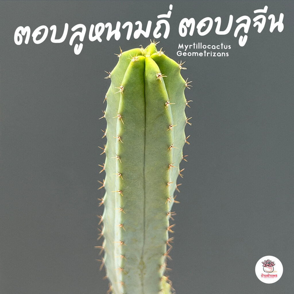 ตอบลูหนามถี่ ตอบลูจีน ( Myrtillocactus Geometrizans ) ตอกราฟไม้ แคคตัส กระบองเพชร cactus&succulent
