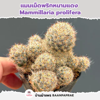รวมกระบองเพชรและไม้อวบน้ำ หลายสายพันธุ์ ส่งทั้งกระถาง กุหลาบหิน cactus&succulent