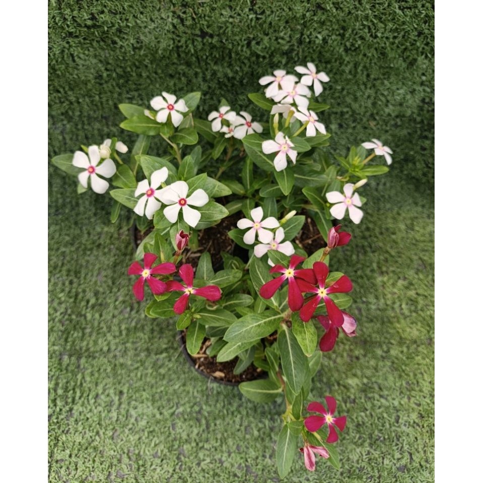 ต้นแพงพวยเเคระ ( Catharanthus roseus ) ไม้ในกระถาง3"