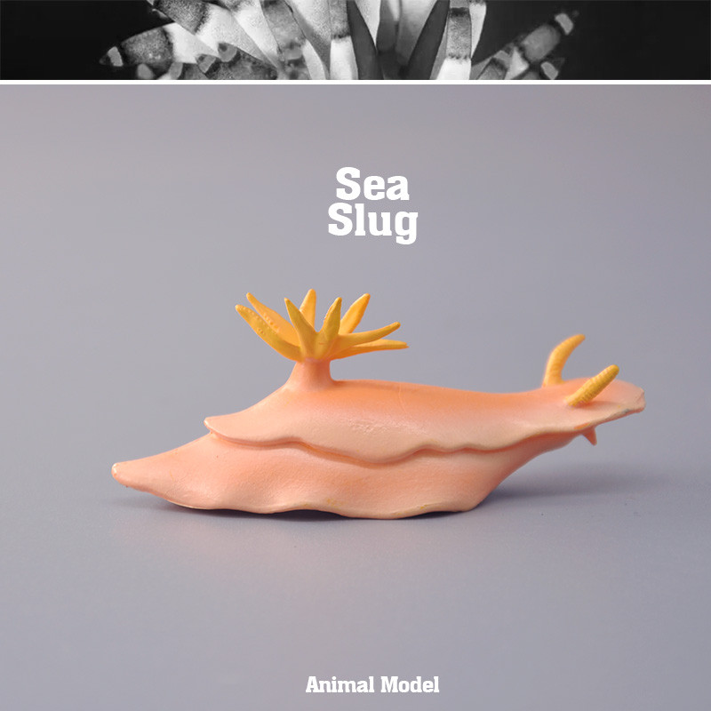 นอกสั่งซื้อของแท้ของแท้จําลองสัตว์รุ่น Wild Ocean Sea Slug Sea Rabbit Boy ของเล่นเด็ก
