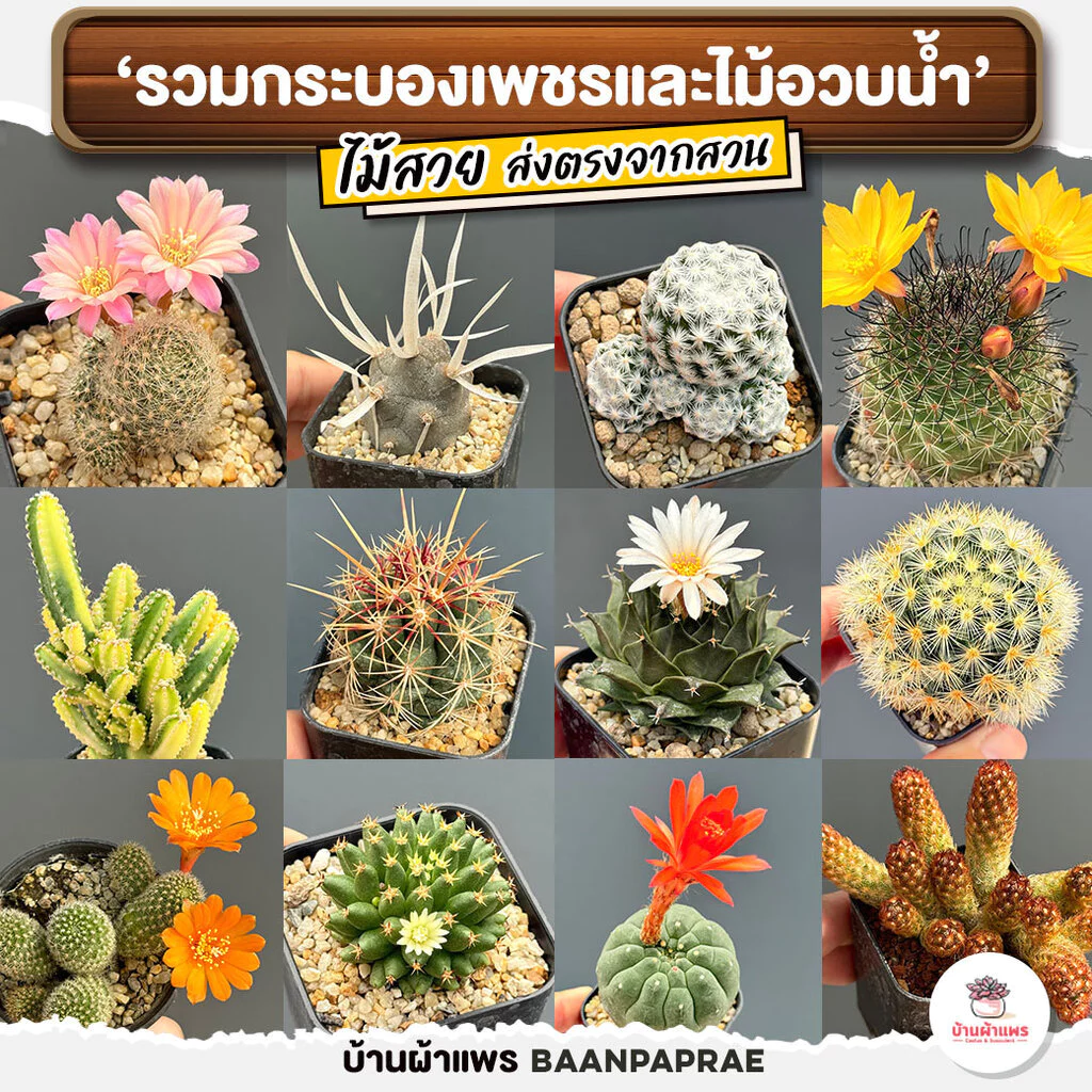 รวมกระบองเพชรและไม้อวบน้ำ #2 หลากหลายสายพันธุ์ ส่งทั้งกระถาง cactus&succulent