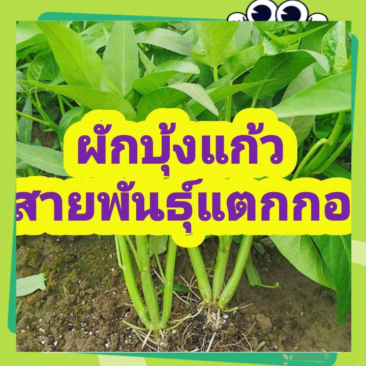 เมล็ดผักบุ้งแก้ว - พันธุ์แตกกอ 100 เมล็ด (Kangkong Seeds)เมล็ดพันธุ์คุณภาพดี อัตรางอกสูง พันธุ์แท้ โตไว