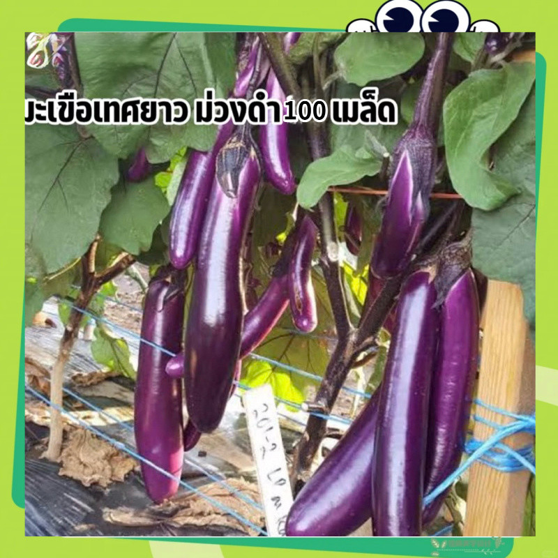เมล็ดพันธุ์มะเขือยาวม่วงดำ 100เมล็ด(EGGPLANT SEEDS)เมล็ดพันธุ์คุณภาพดี อัตรางอกสูง พันธุ์แท้ โตไว