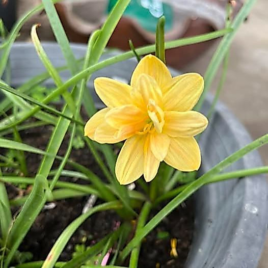 10 หัว บัวดิน บัวสวรรค์ บัวดิน บัวฝรั่ง บัวจีน Zephyr Flower Bulb เข็มทิศทองคำ