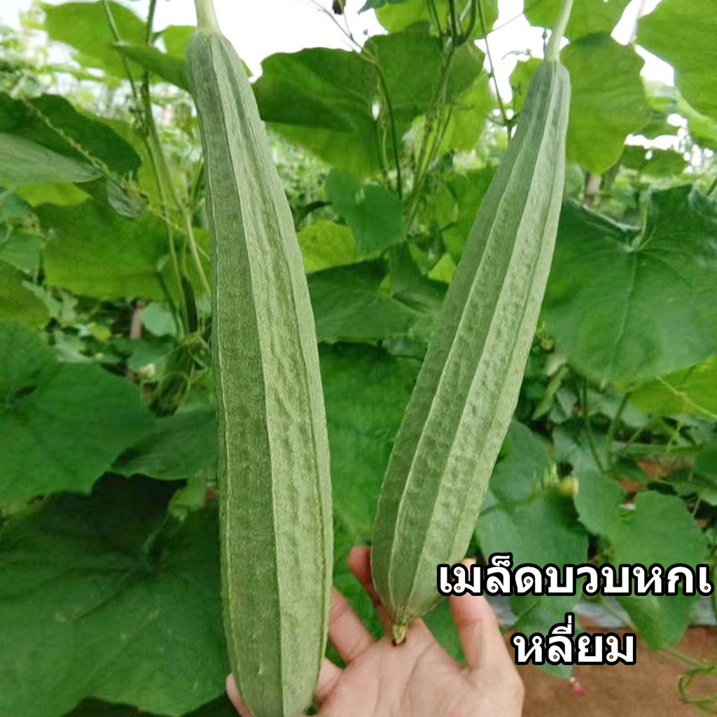 เมล็ดพันธุ์ บวบเหลี่ยม 20 เมล็ด ขยายพันธุ์ต่อได้เนื่องจากเป็นเมล็ดพันธุ์เปิด(PATOLA TAGALOG SEEDS)