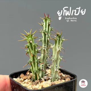 รวมยูโฟเบีย Mix Euphorbia แคคตัส กระบองเพชร ไม้อวบน้ำ cactus&succulent