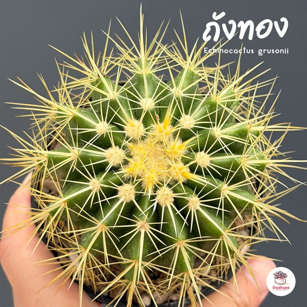 ถังทอง Echinocactus grusonii แคคตัส กระบองเพชร cactus&succulent