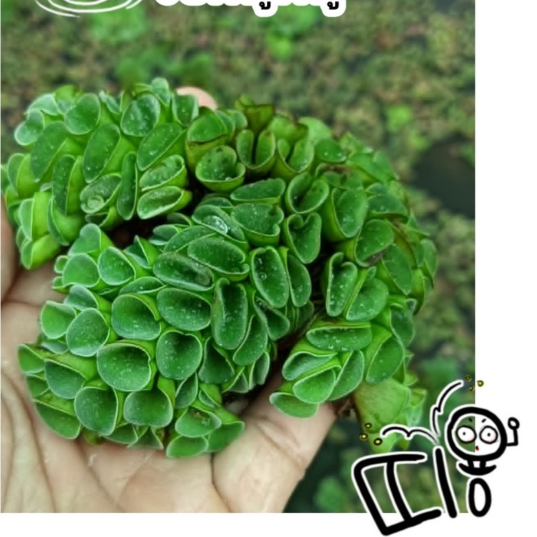 จอกหูหนู 10 ช่อ🌿🌿🌿🌿🌿