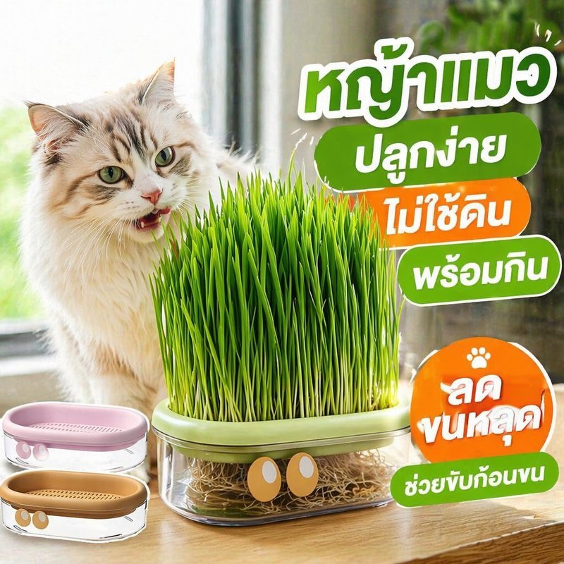 หญ้าแมว ชุดปลูกหญ้าแมว ไฮโดรโปนิกส์ ปลูกง่าย ขับขน ลดขนอุดตัน เมล็ดข้าวสาลี แมวกินได้
