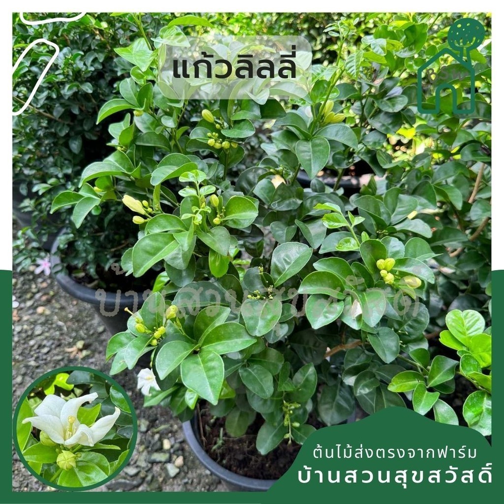 ต้นแก้วลิลลี่ ดอกมีลักษณะพิเศษ กระถาง 11 นิ้ว