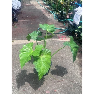 ฟิโลเดนดรอน หูช้าง Philodendron giganteum Schott ส่งพร้อมกระถาง 8-11 นิ้ว