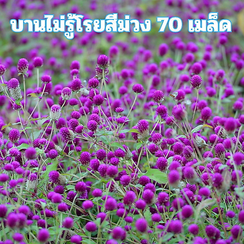 เมล็ดพันธุ์ดอกบานไม่รู้โรยสีม่วง 70 เมล็ด