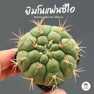 รวมยิมโน Gymnocalycium Mix แคคตัส กระบองเพชร cactus&succulent