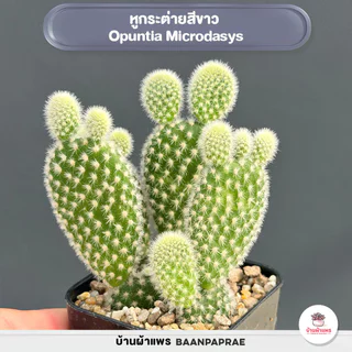 รวมโอพันเทีย หูกระต่าย Mix Opuntia worthia หลายสายพันธุ์ ส่งทั้งกระถาง cactus&succulent