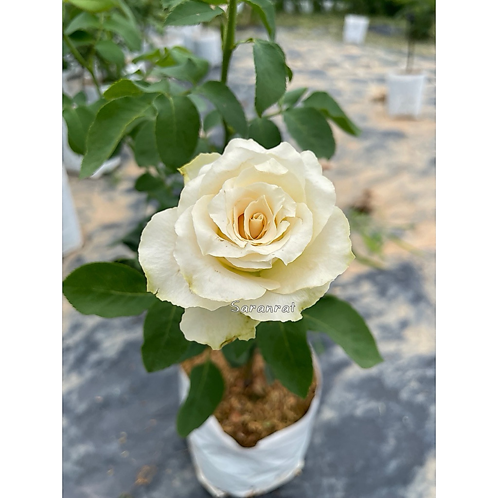 กุหลาบไดนามิก (Dynamic Rose) เป็นกุหลาบตัดดอก