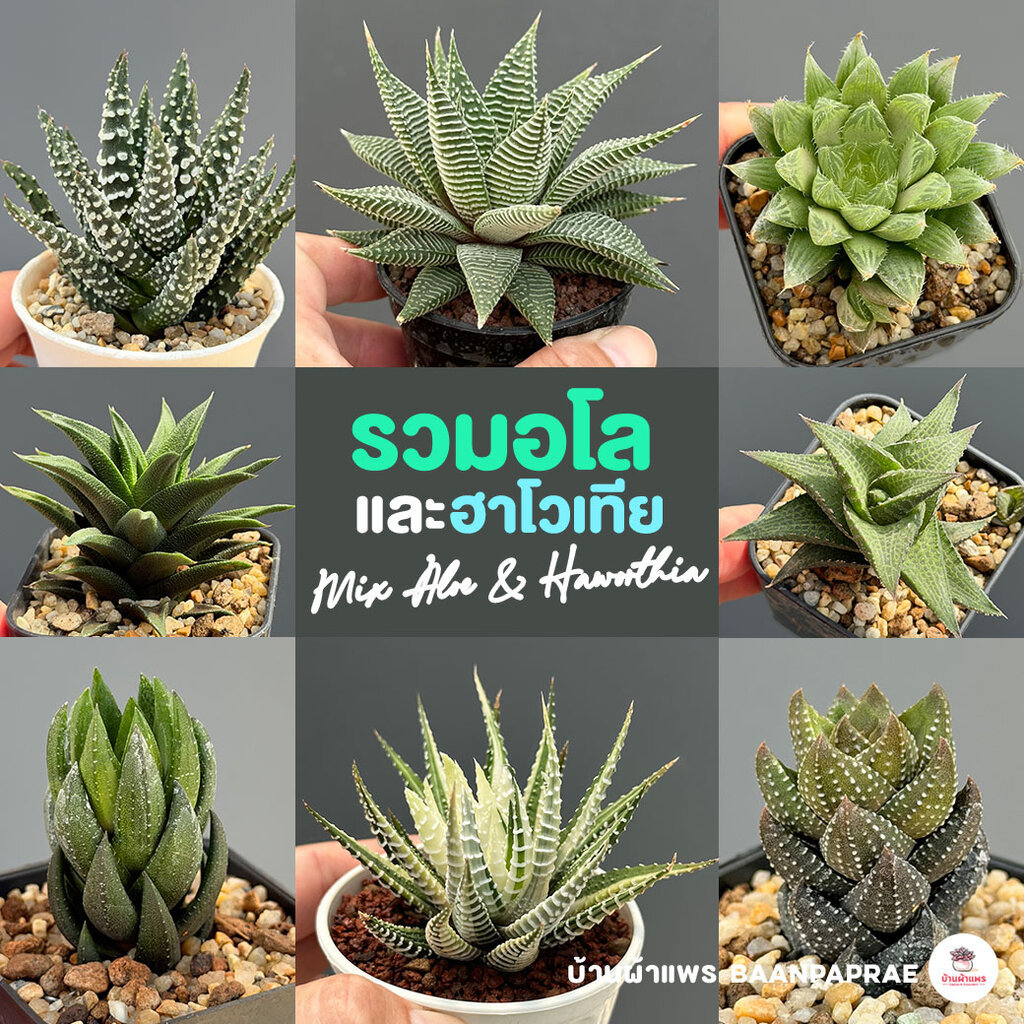 รวมอโลและฮาโวเทีย Mix Aloe & Haworthia หลายสายพันธุ์ ส่งทั้งกระถาง cactus&succulent