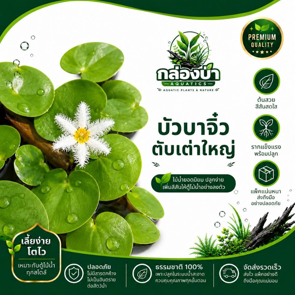 บัวบา Nymphoides N.indica,N.hydrophylla