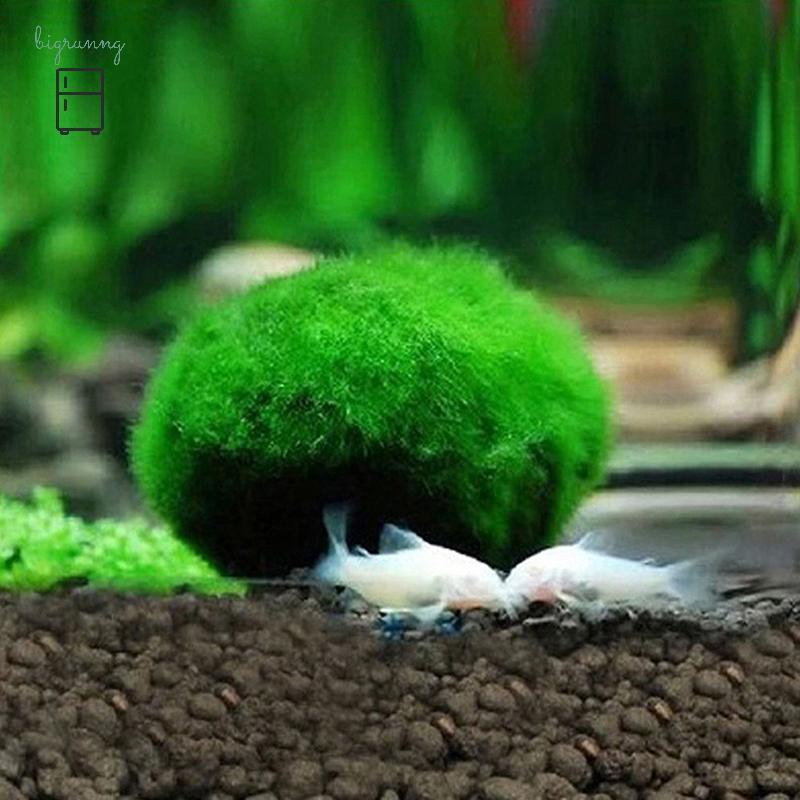 [BRN] 2-3 ซม. Marimo Moss Balls Live Aquarium พืชสาหร่ายปลากุ้งถังเครื่องประดับ TH