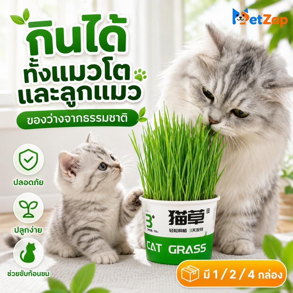 【PetZap】พร้อมส่ง COD ต้นหญ้าแมวสำเร็จรูป หญ้าแมวถ้วย ปลูกง่ายใน 3 วัน ต้นข้าวสาลีอ่อนแมว ขจัดก้อนขนในท้อง ขนม CW-070
