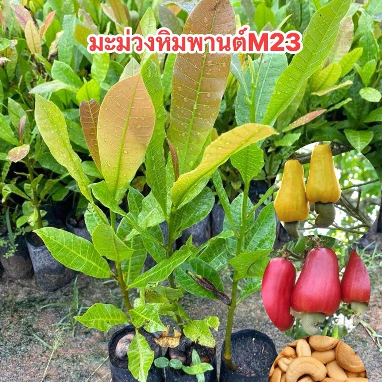 มะม่วงหิมพานต์พันธุ์M23
