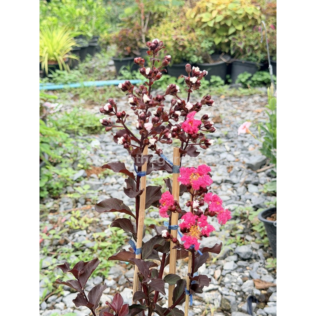 ยี่เข่ง 8 นิ้ว - Crape Myrtle (8")