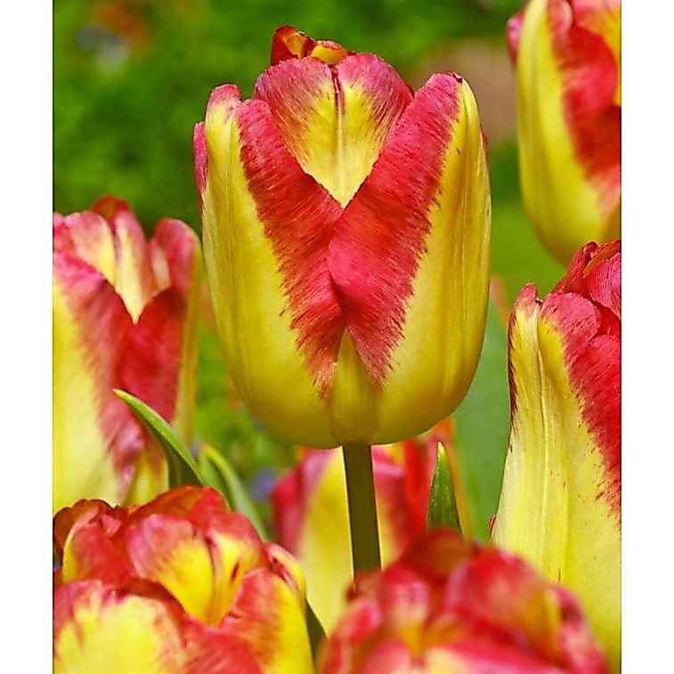 20 เมล็ด ทิวลิป Tulipa Seeds สายพันธุ์ Tulip Cape Town