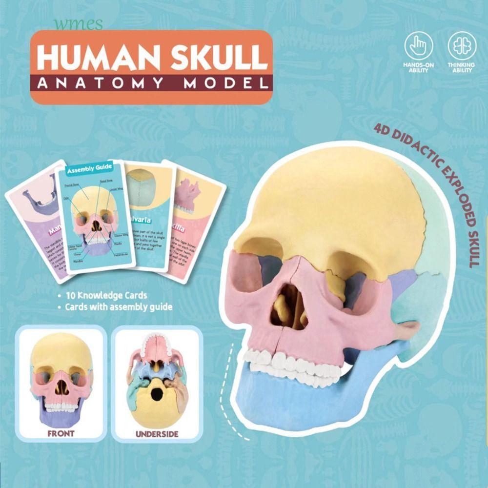WMES1ZA Anatomy Skull Model, Dental 1:2 Skull Model, อุปกรณ์การสอนคลินิกที่ถอดออกได้การเรียนรู้ 4D H