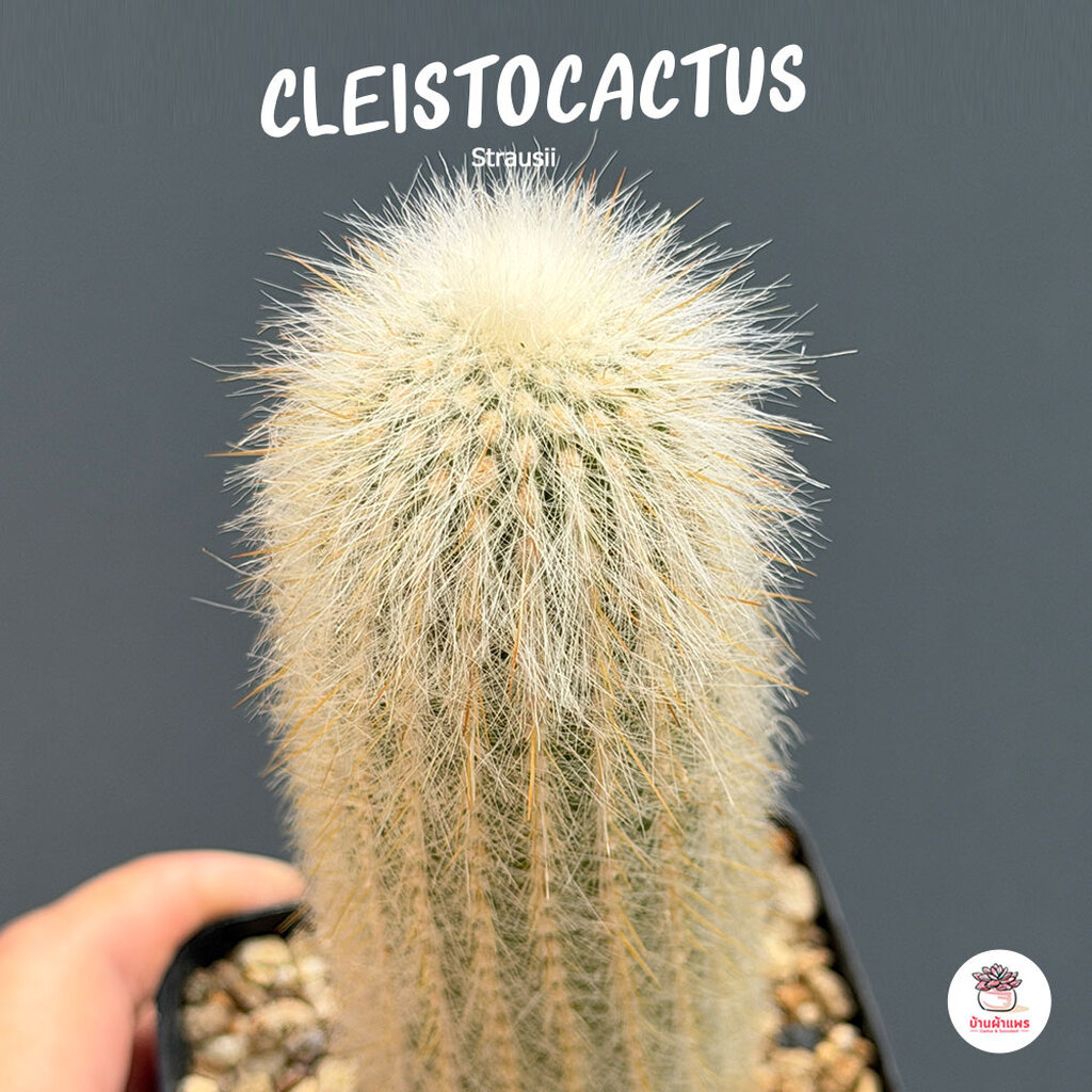 Cleistocactus Strausii แคคตัส กระบองเพชร cactus&succulent