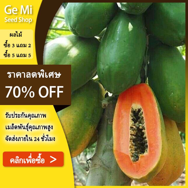 GEMI เมล็ดพันธุ์มะละกอฮอลแลนด์ บรรจุ 100 เมล็ด ต้นเตี้ย ปลูกง่ายให้ผลผลิตดีมาก
