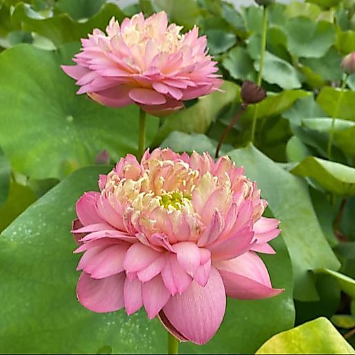 5 เมล็ด บัวนอก บัว สายพันธุ์ False Moonlight LOTUS สีชมพู
