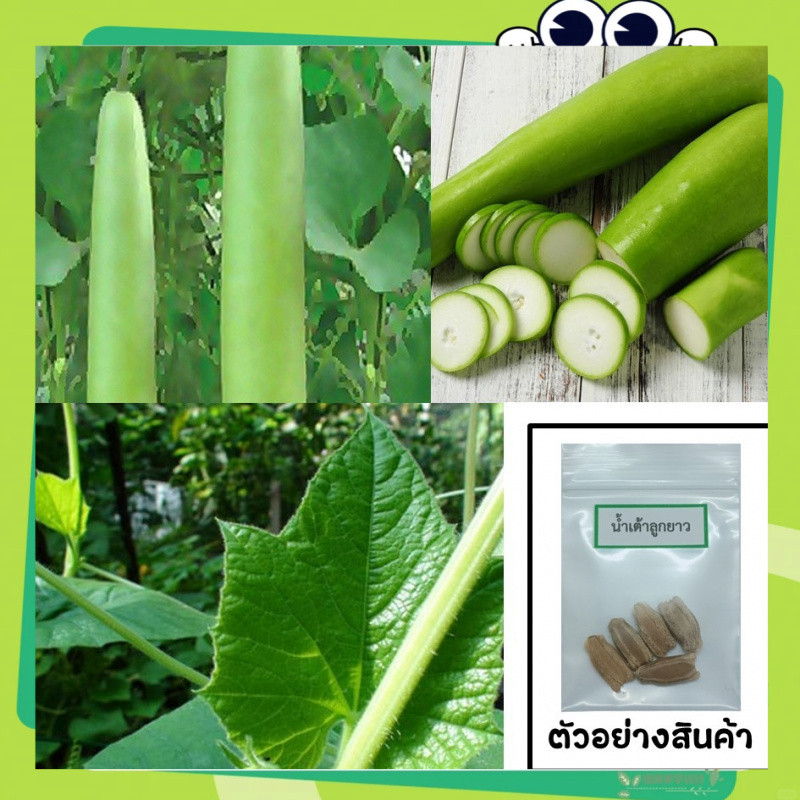 เมล็ดน้ำเต้าลูกยาว 20 เมล็ด เลือกของแถมได้ คิดถึงเมล็ดผัก คิดถึง(Long Bottle Gourd Seeds)