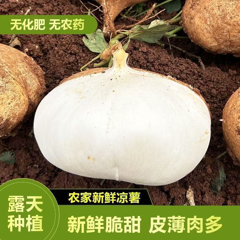现货牧马山凉茹地瓜沙葛种子基地田园露地阳台盆栽庭院甜脆生吃早熟Puma Mountain Liangru Sweet Potato and Jicama Seed Base Countryside20