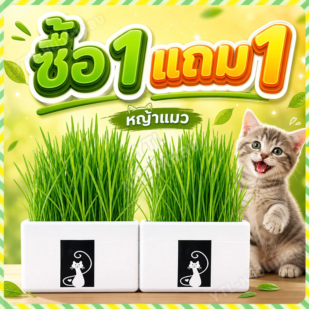 YTL 😻ซื้อ1 แถม1😻 หญ้าแมว พร้อมปลูก ต้นอ่อนข้าวสาลี ออร์แกนิค ปลอดสารเคมี เมล็ดพันธุ์หญ้าแมว ชุดปลูกหญ้าแมว แบบถุง