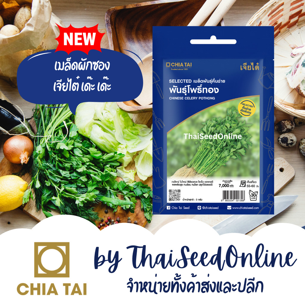 CTSE เมล็ดพันธุ์ คื่นช่าย คื่นฉ่าย โพธิ์ทอง 3 กรัม ตราเจียไต๋ Chinese Celery Pothong