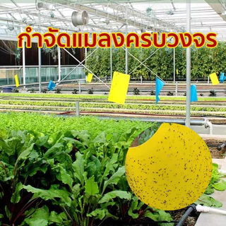 100 ใบ แผ่นกาวดักแมลง (มีกาวในตัว 2ด้าน ) กาวดักแมลงวัน กับดักแมลงกินผัก แมลงทำลายผลผลิต ดักแมลงศั กาวดักแมลงวันทอง