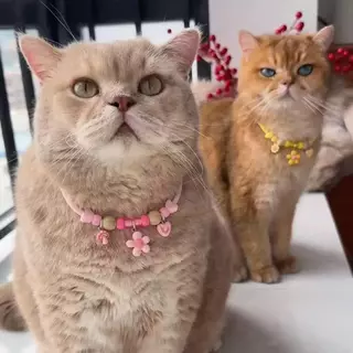 wen.W2 🐱💖 สร้อยคอแมวน่ารัก ปลอกคอหมา ลายดอกไม้หลากสี สำหรับสัตว์เลี้ยง นุ่มใส่สบาย ปรับขนาดได้