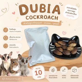 DUBIA COCKROACH แมลงสาบดูเบีย สเตอริไลซ์ (Sterilization) แมลงสำหรับ ชูการ์ กระรอก เม่นแคระ บุชเบบี้ สัตว์เลี้ยงกินแมลง