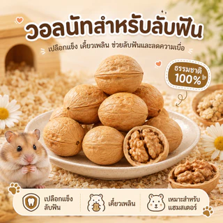 [Exonoya] วอลนัทธรรมชาติ 100% (Walnut) ของเล่นลับฟันชั้นดี ลูกบอลธรรมชาติ แฮมสเตอร์ กระรอก ชูการ์