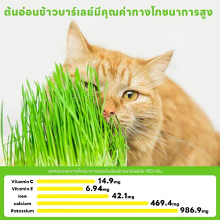 YTL 😻ซื้อ1 แถม1😻 หญ้าแมว พร้อมปลูก ต้นอ่อนข้าวสาลี ออร์แกนิค ปลอดสารเคมี เมล็ดพันธุ์หญ้าแมว ชุดปลูกหญ้าแมว แบบถุง