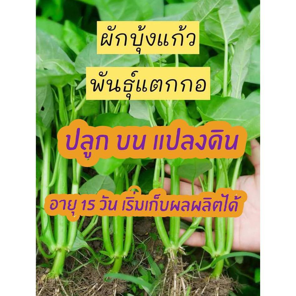 เมล็ดผักบุ้งแก้วสายพันธ์แตกกอคัดพิเศษบรรจุ 100-200 เมล็ด