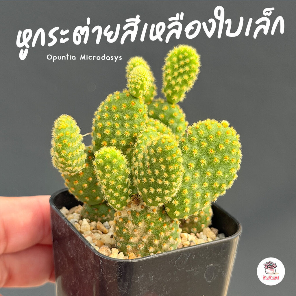 หูกระต่ายสีขาว Opuntia Microdasys ไม้อวบน้ำ กุหลาบหิน cactus&succulent