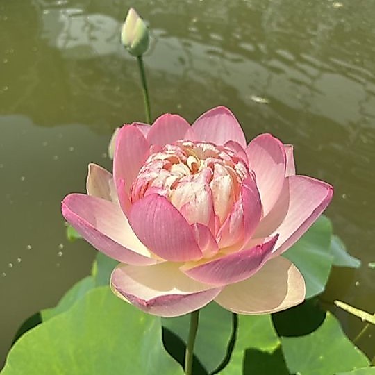 5 เมล็ด ดอกบัว บัว บัวสี Lotus Seeds สายพันธุ์ มณีเรือง