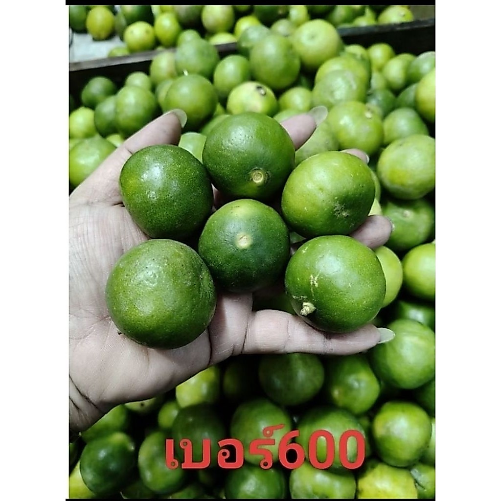 มะนาวแป้นบ้านแพ้วเปลือกบางน้ำเยอะ เก็บสดส่งตรงจากสวน