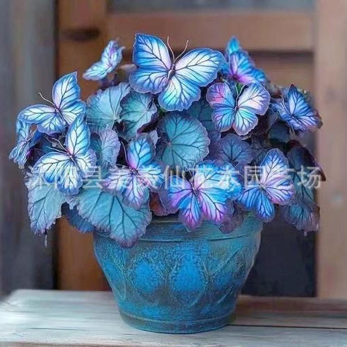 พร้อมสต็อกจัดส่งที่รวดเร็ว [E-Commerce] Moonlight Butterfly Flower Seed Butterfly Seed Angelinia Flo
