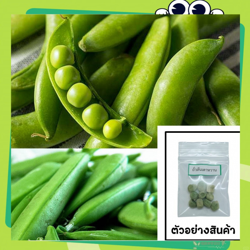 เมล็ดถั่วลันเตาหวาน 20 เมล็ด เลือกของแถมได้ คิดถึงเมล็ดผัก คิดถึง(Snow pea Seeds) เมล็ดพันธุ์คุณภาพดี