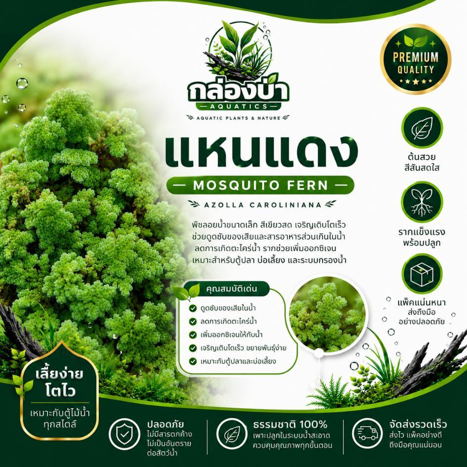 แหนแดง Azolla Filiculoides,Red Azolla ไม้ลอยน้ำ