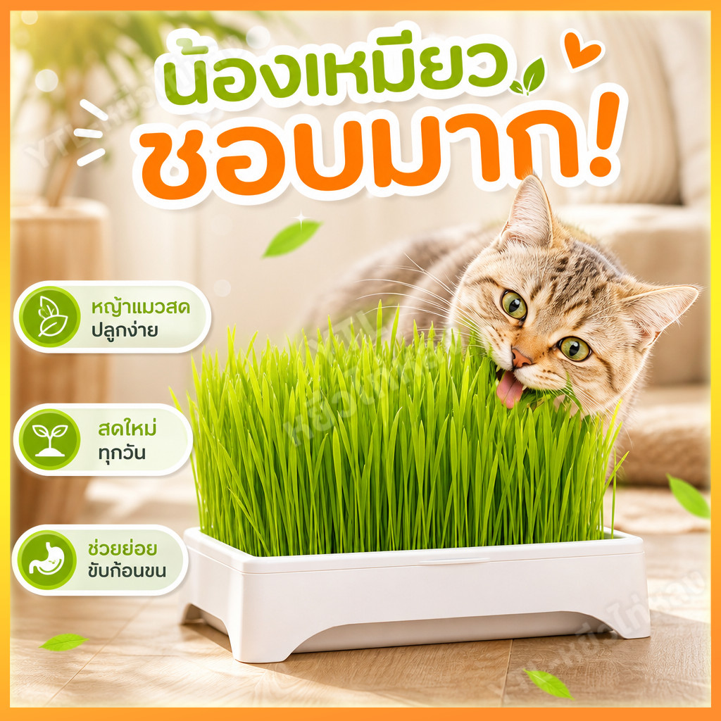 YTL ชุดปลูกข้าวสาลีแมว พร้อมเมล็ด 🐱ออร์แกนิค ข้าวสาลีแมวต้หญ้าแมว ถาดเพาะต้นอ่อน