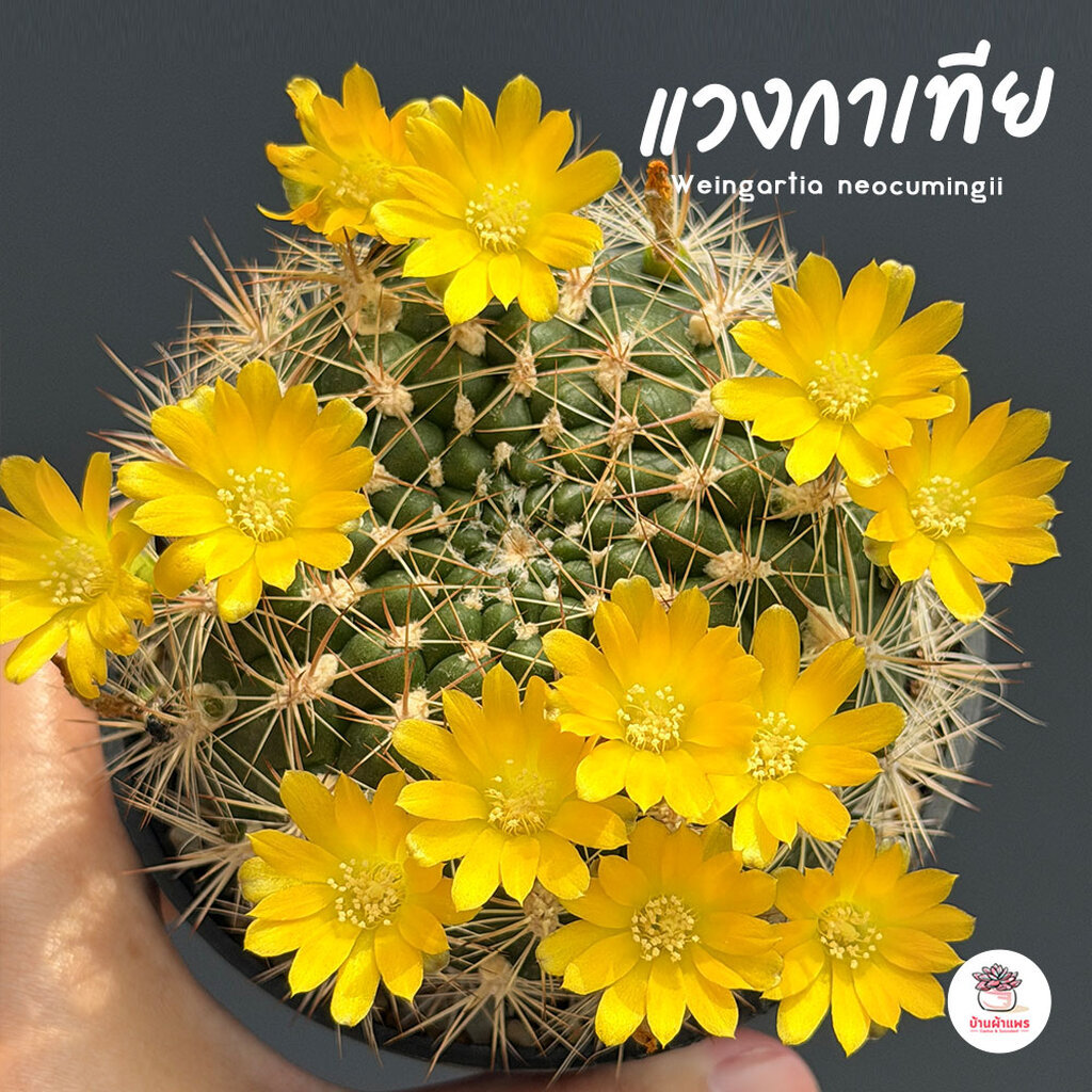 Weingartia: แวงกาเทีย กระถาง3”  แคคตัส กระบองเพชร