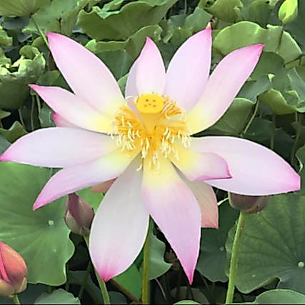 5 เมล็ด บัว สายพันธุ์ FLY TO THE SKY LOTUS 13 สีชมพู