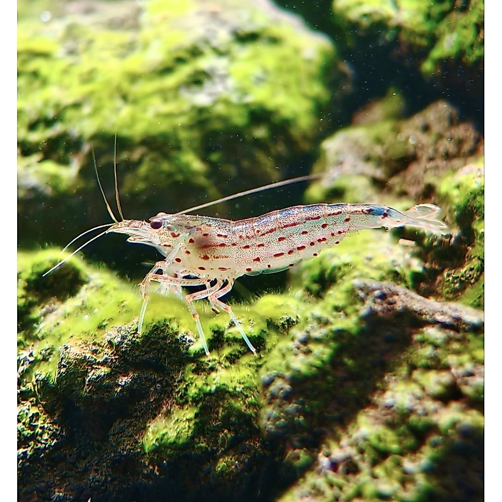กุ้งยามาโตะ ญี่ปุ่น Size 4-6 cm